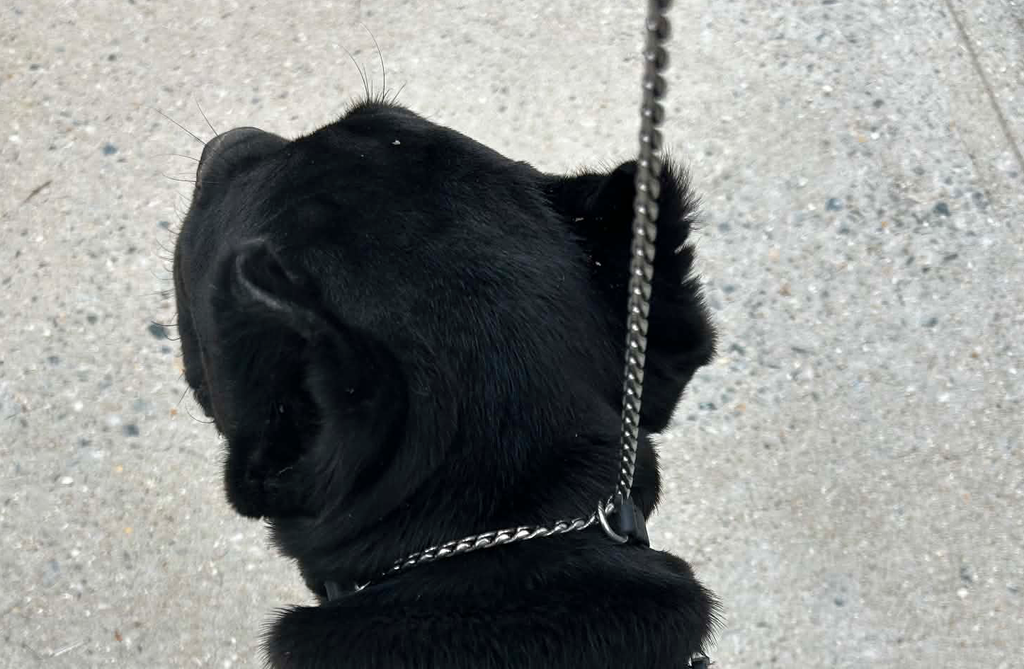 Joel Silverman - Alternative Show Collar - Gentle No-Pull Show Dog Collar - Biothane & Chain Combo - Trainer-Trusted Leather Dog Collar for All Breeds