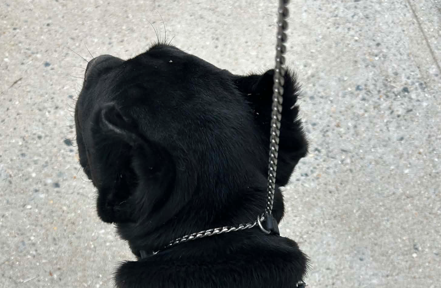 Joel Silverman - Alternative Show Collar - Gentle No-Pull Show Dog Collar - Biothane & Chain Combo - Trainer-Trusted Leather Dog Collar for All Breeds