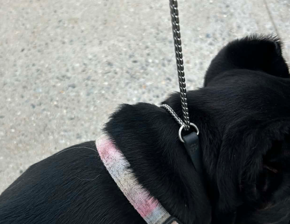Joel Silverman - Alternative Show Collar - Gentle No-Pull Show Dog Collar - Biothane & Chain Combo - Trainer-Trusted Leather Dog Collar for All Breeds