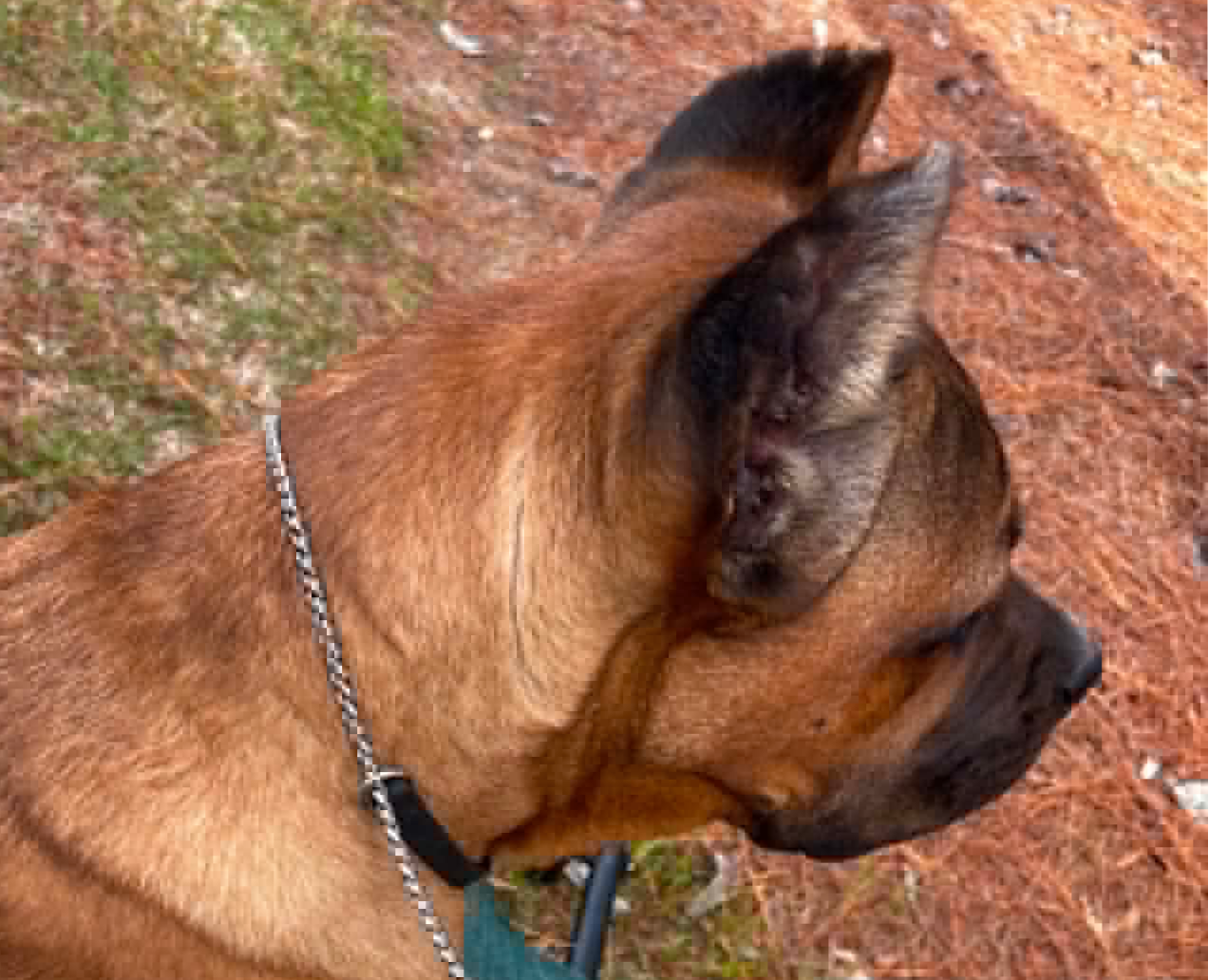 Joel Silverman - Alternative Show Collar - Gentle No-Pull Show Dog Collar - Biothane & Chain Combo - Trainer-Trusted Leather Dog Collar for All Breeds