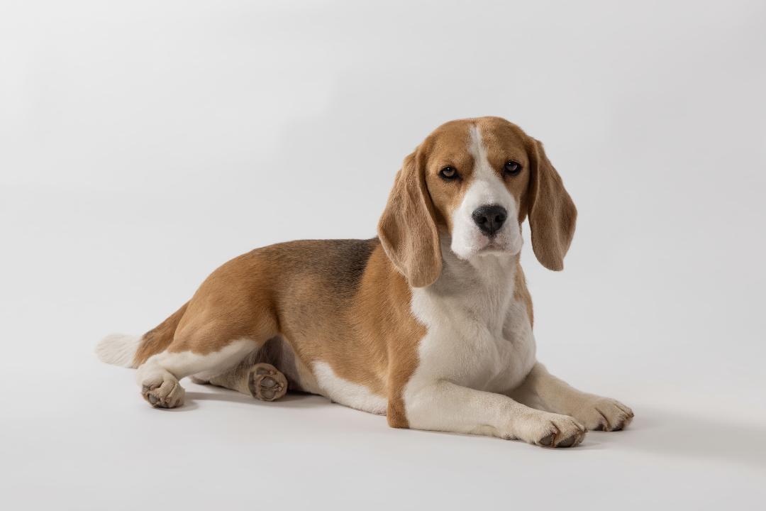 joel silverman training collar dogs that can sit and lie down and stay on cue - joel silvermans alternative training collar 
