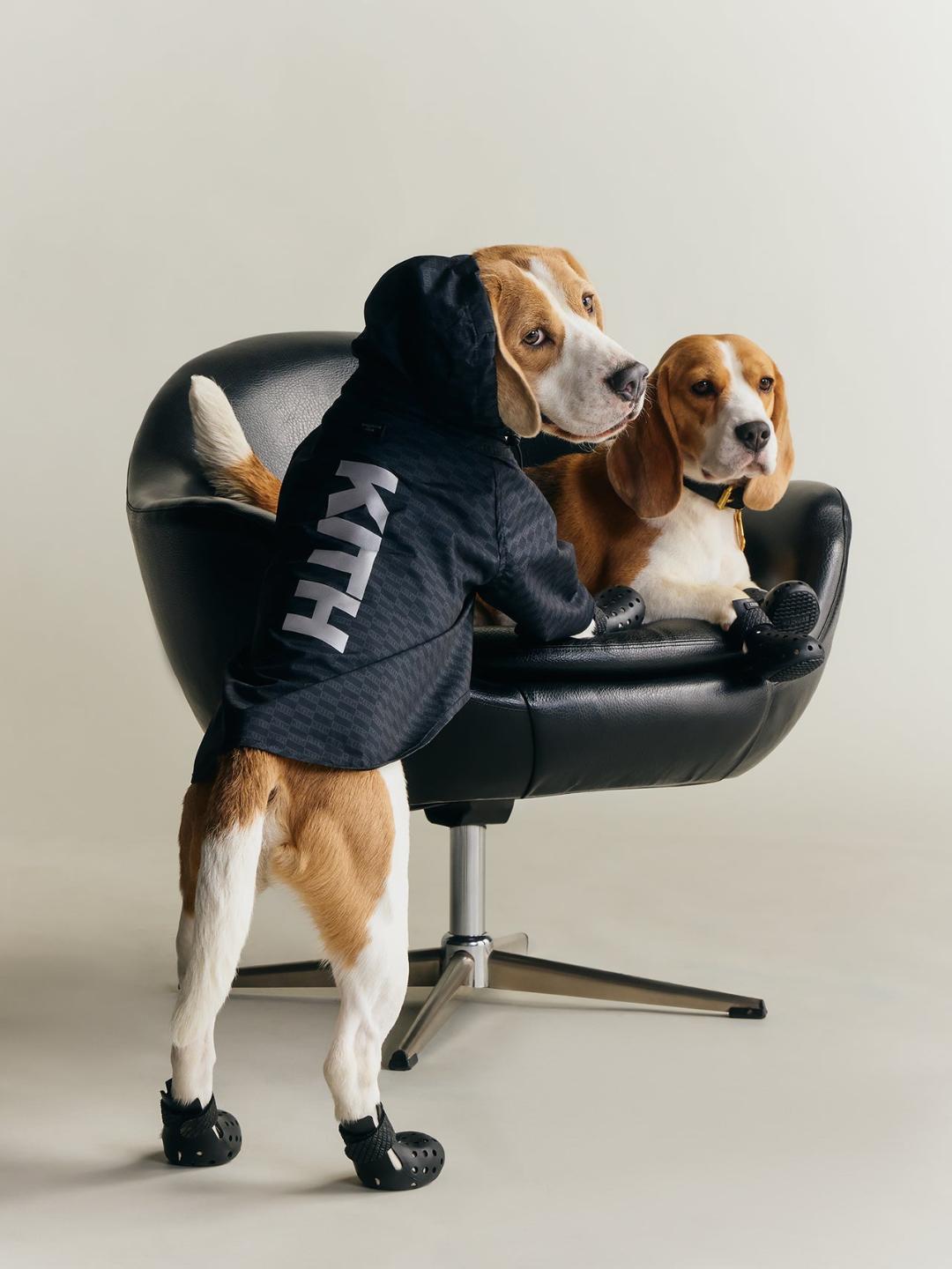 No-choke training collar - dogs that are trained to sit and stay for film and tv and commercials