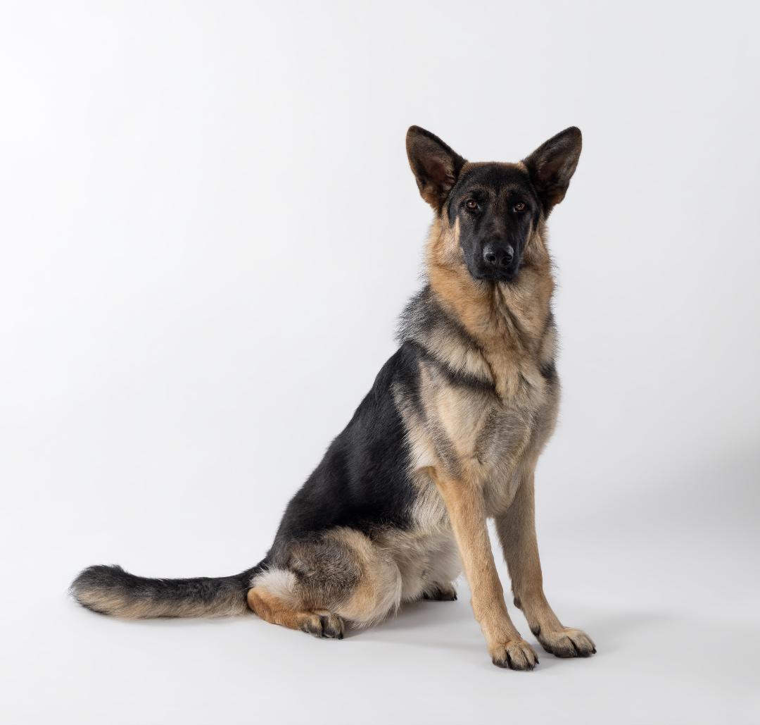 german shepherd sitting and staying on the set of a commercial