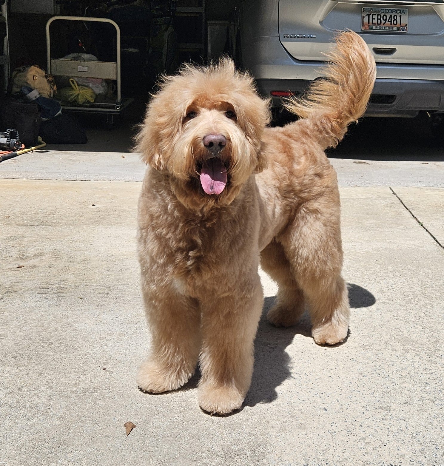 dog trainers are to work on the set for film and tv and commercials on the east coast.