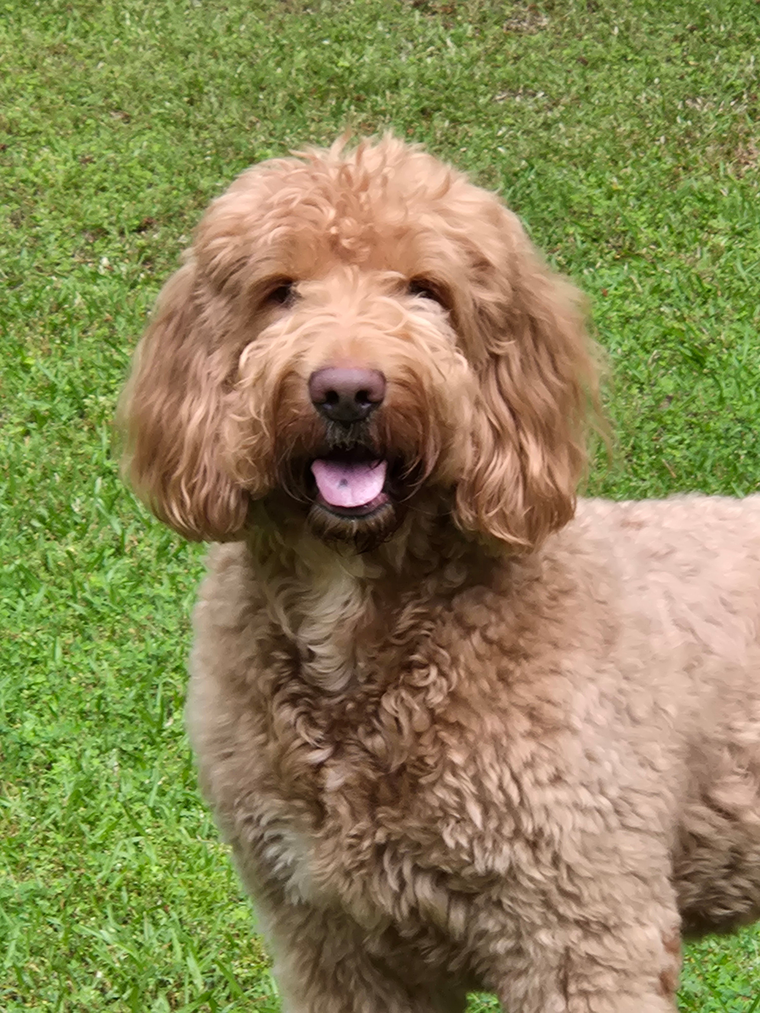 dog trainers are to work on the set for film and tv and commercials on the east coast.
