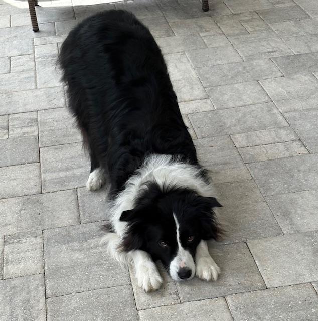dog trainers for film and television on the east coast