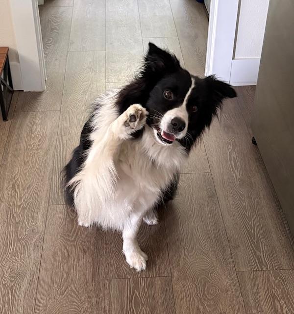 dog trainers for film and tv on the east coast