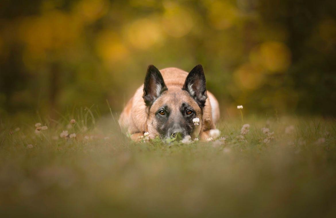 animals supplied for film and tv and commercials