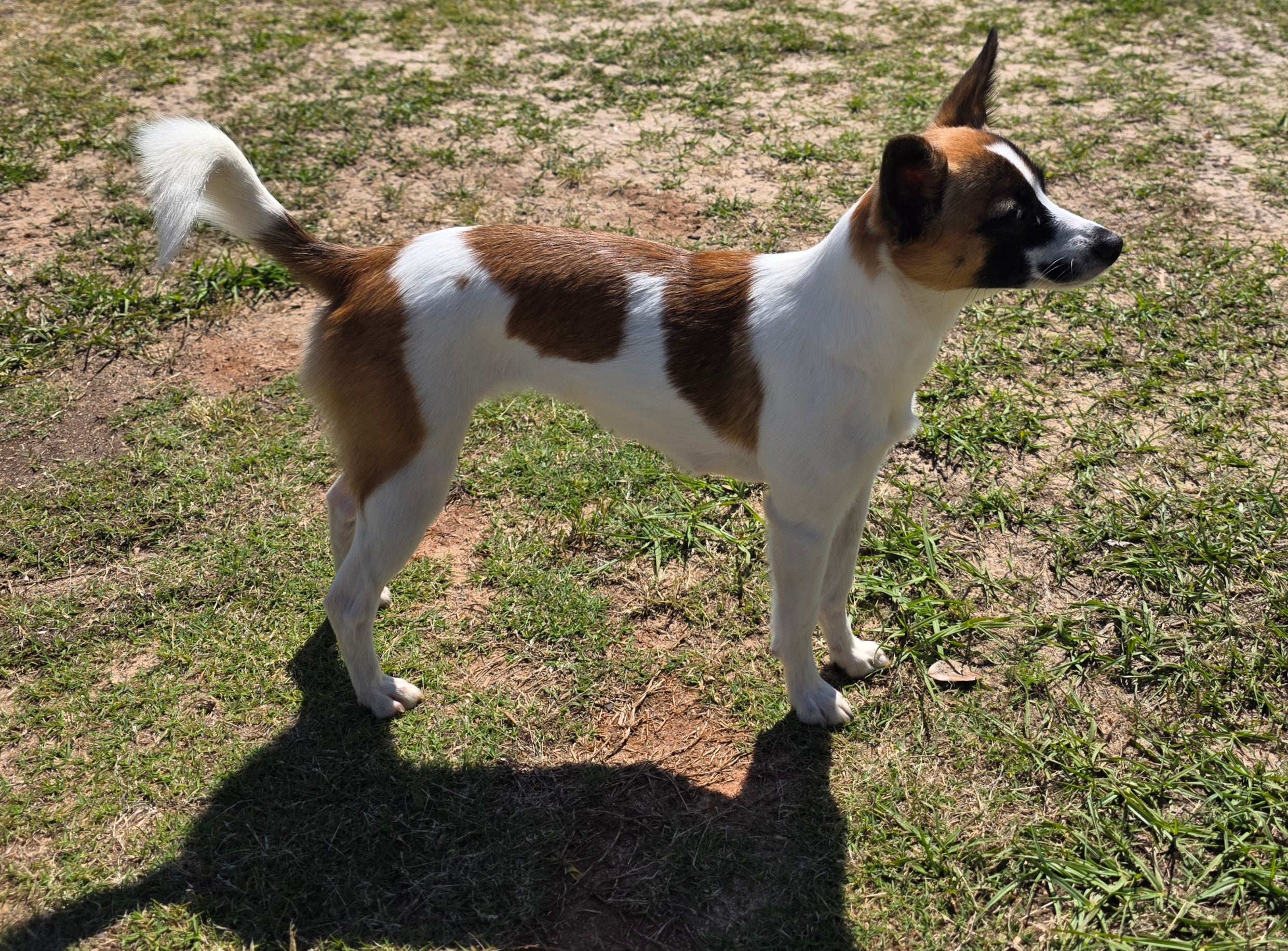 Mixed breed dog trained for commercial animal talent and television productions