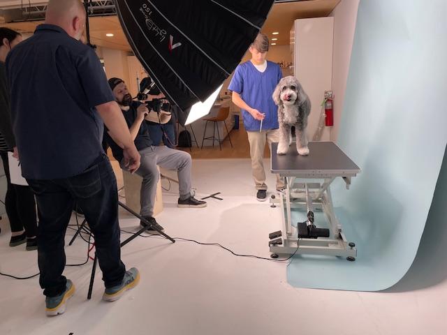 dogs for television productions, commercial animal talent for still shoots