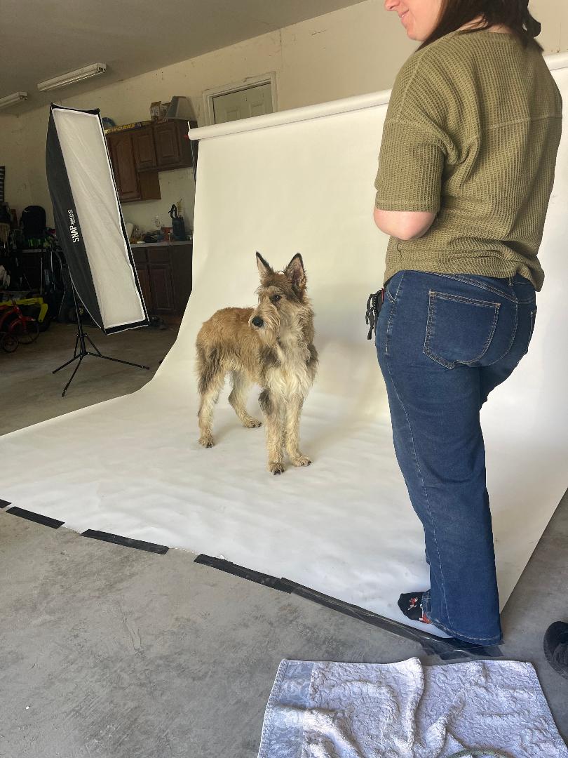 dogs trained and supplied for film and tv 