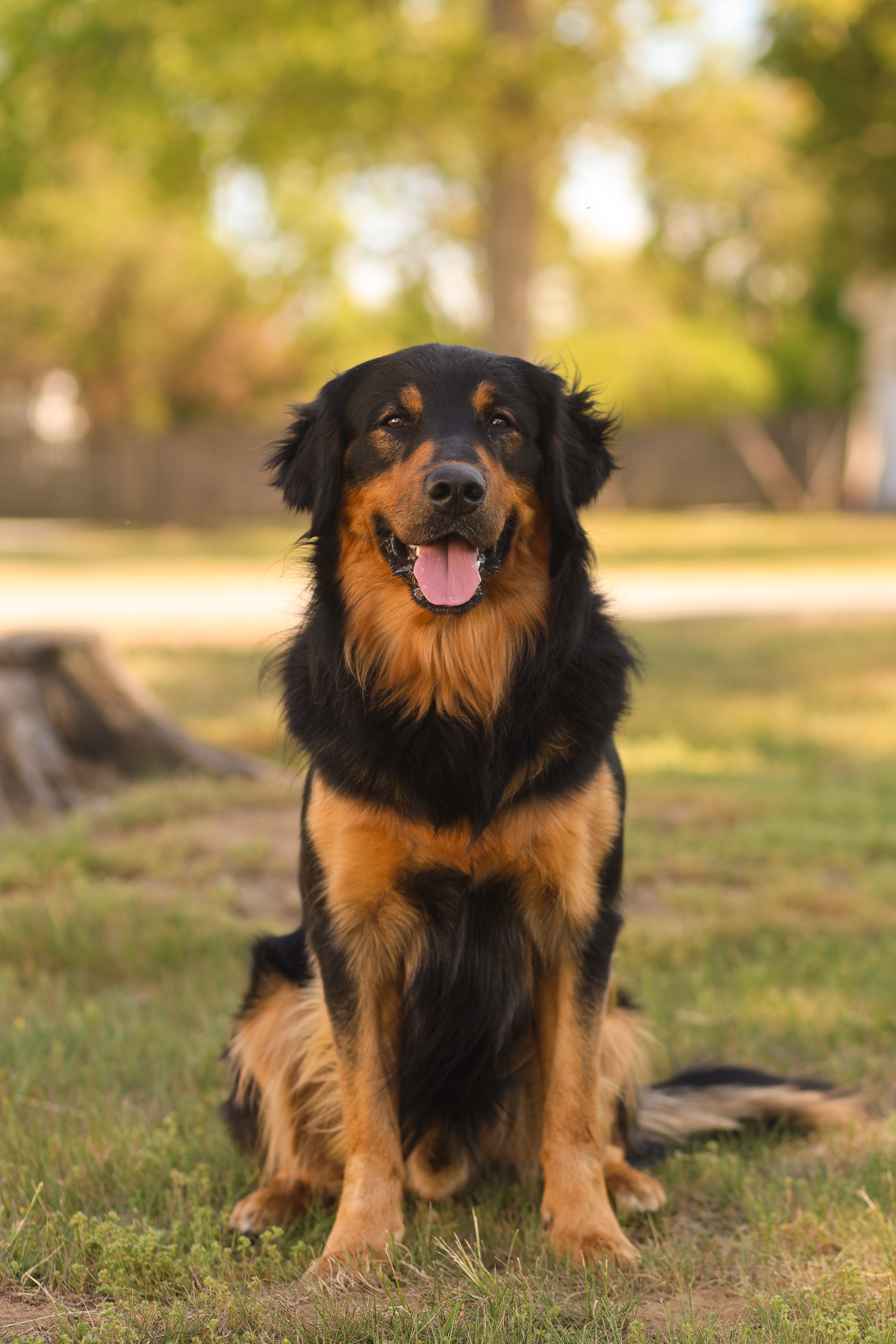 Soft leather training collar for pullers - dogs that are trained to sit and stay for movies and tv and commercials