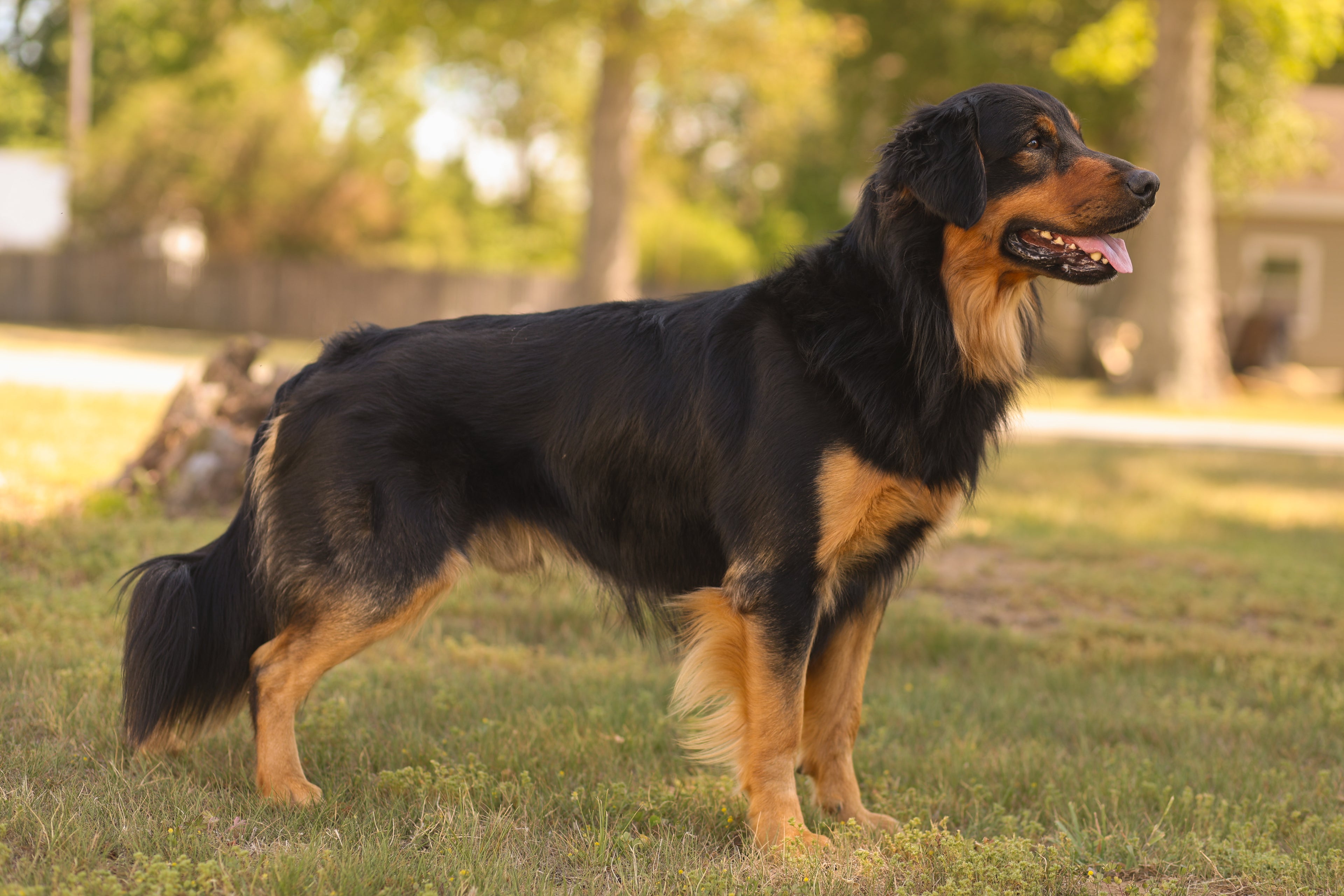 Effective leash manners collar - dogs that are trained to sit and stay on command film and tv and commercials