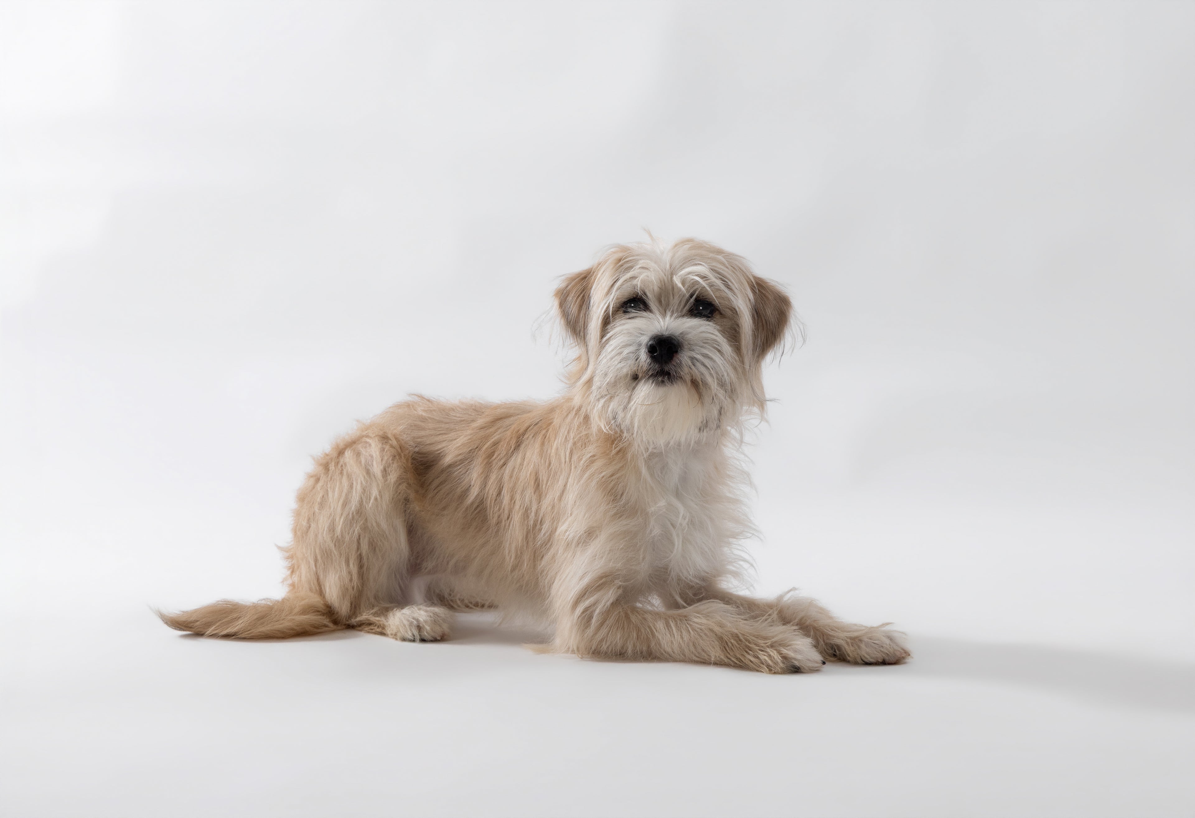 dog trainers are ready to work on the set for film and commercials on the east coast.