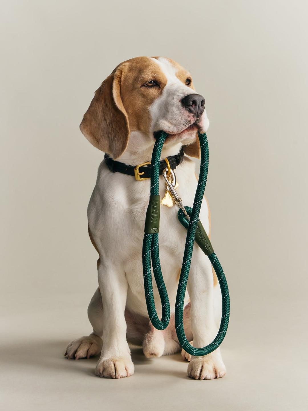 beagle trained to sit and stay for commercial