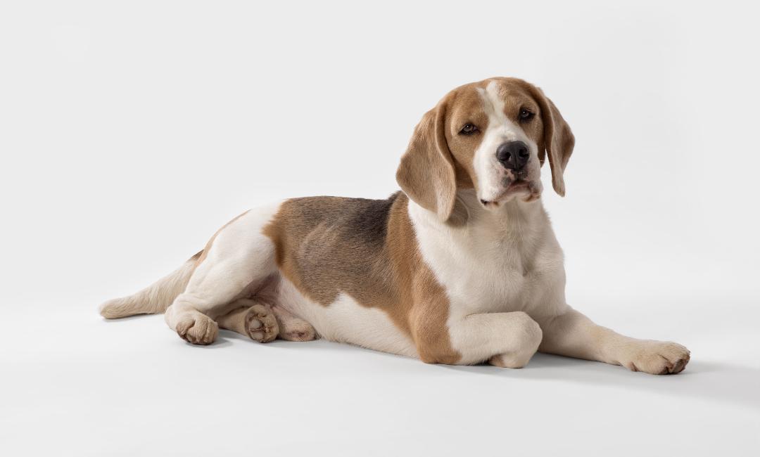 beagle trained to sit and stay for commercial