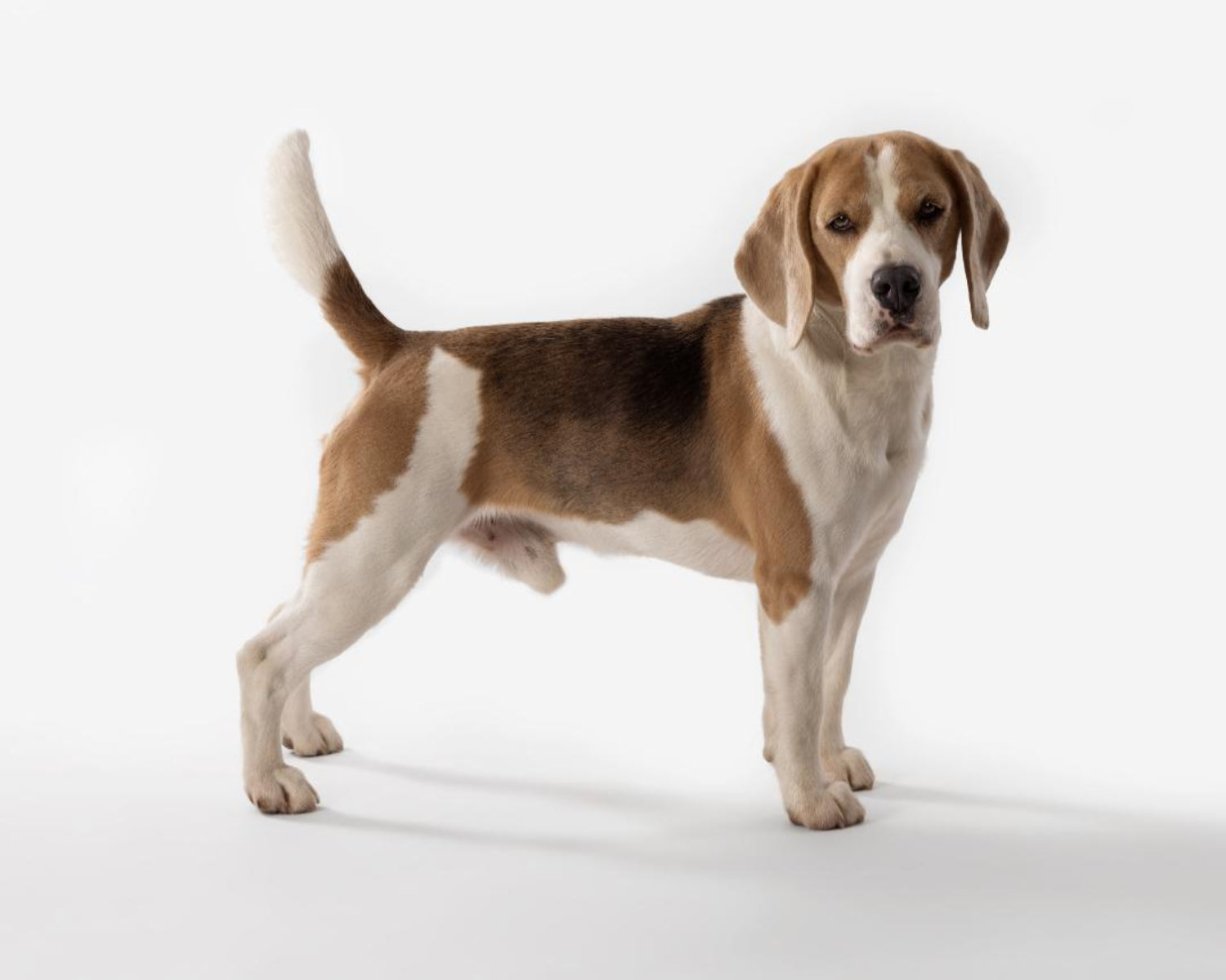 beagle trained to sit and stay for commercial