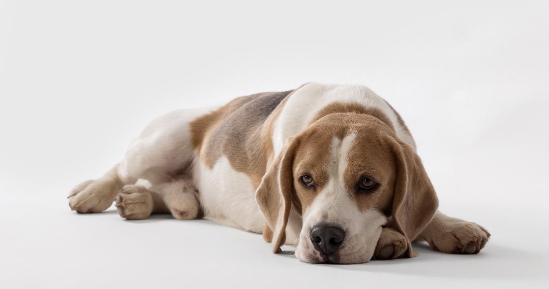 beagle trained to sit and stay for commercial