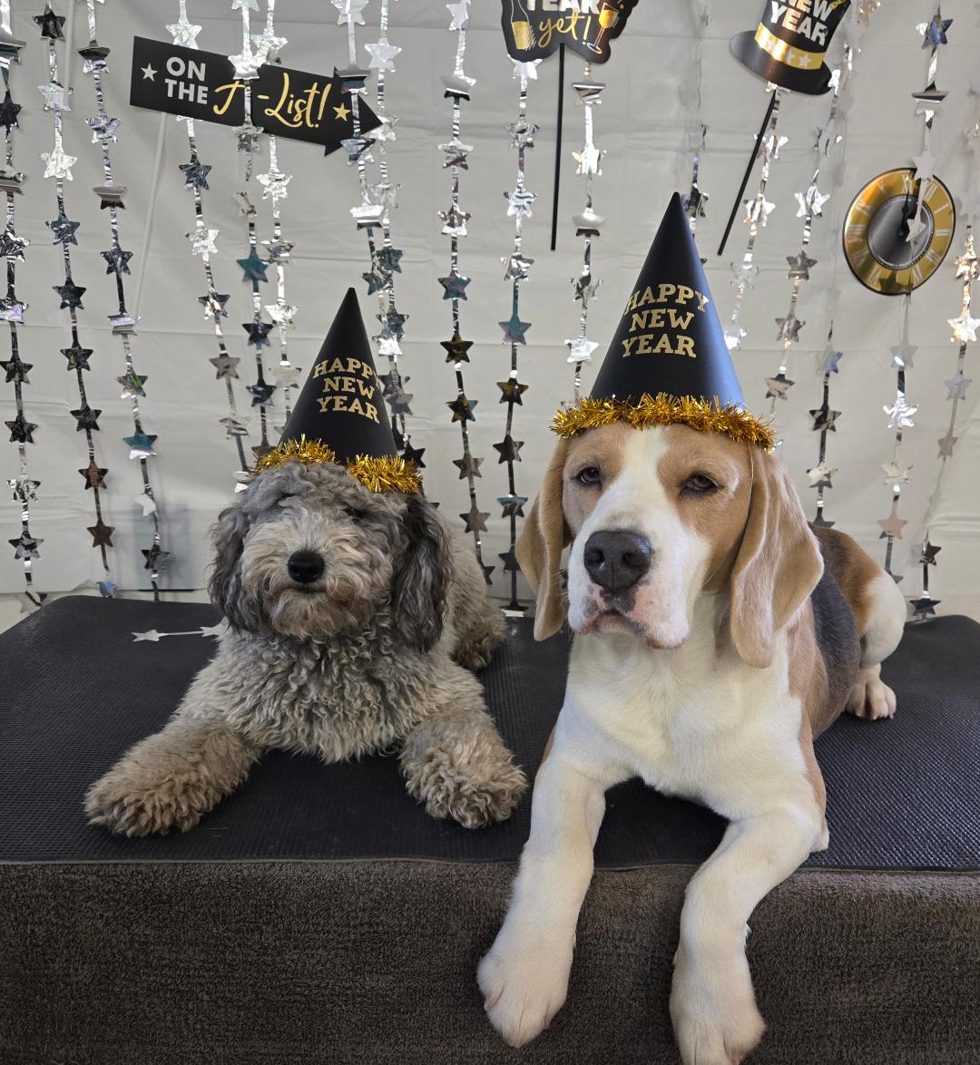beagle and poodle sitting and staying with hats on