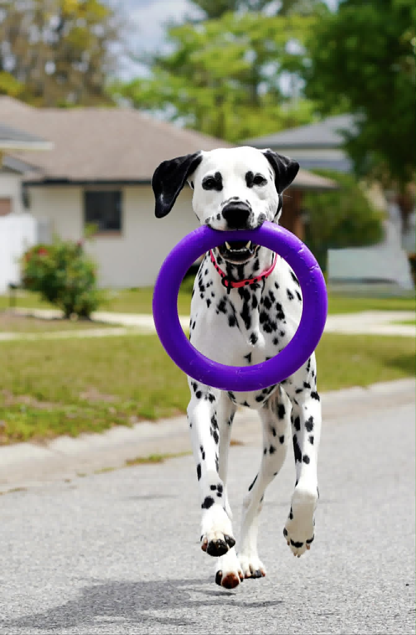 No-pull dog collar leather, gentle dog training collar
