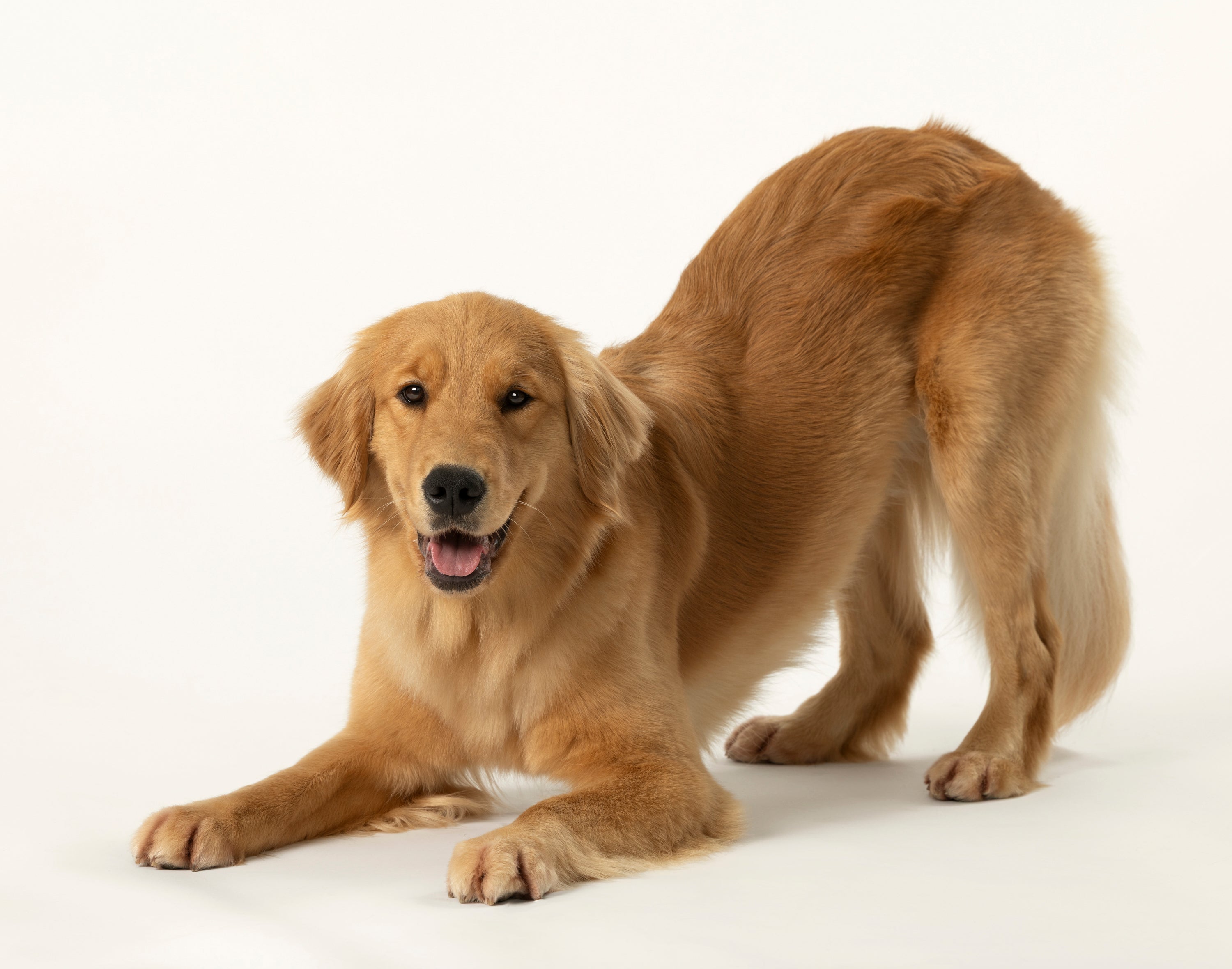 Dog pulling on leash