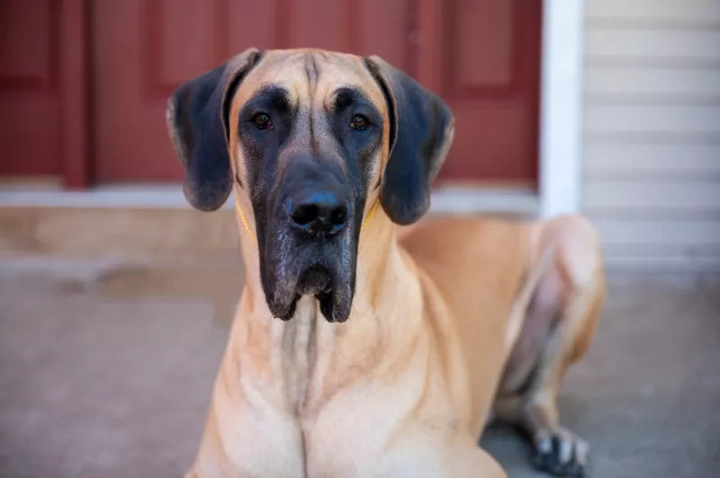 animal actors trained for film and television in florida
