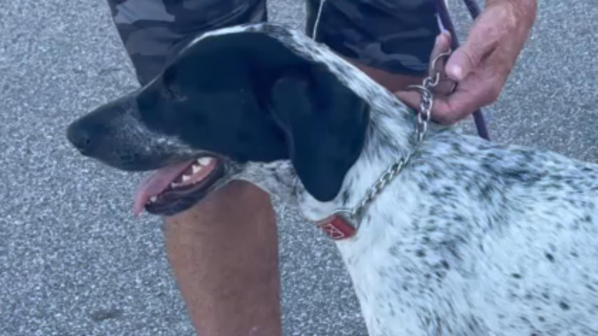 joel silvermans alternative training collar leather collection